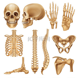 骨头相连图片_人体骨骼。