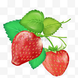 藤蔓红色草莓