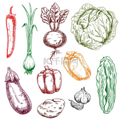 辣椒圆葱图片_农场蔬菜的矢量草图，包括卷心菜