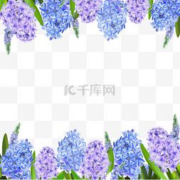 水彩风信子花朵蓝紫边框