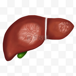 脏器缺氧图片_人体脏器肝硬化人体器官内脏医疗