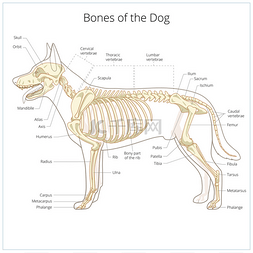 狗骨架的兽医矢量图