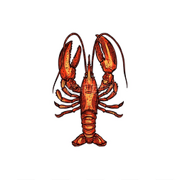 小龙虾钳子图片_红煮龙虾孤立的海洋海鲜草图媒介