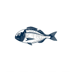 鲷图片_金头鲷是一种孤立的金鲷海水鱼在