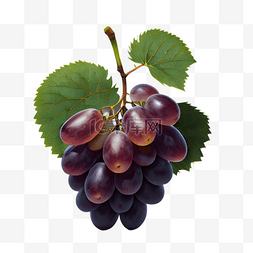 紫色葡萄提子水果