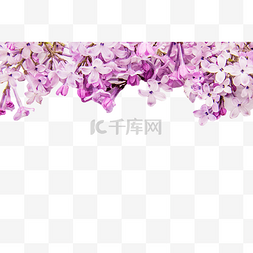 繁茂的紫丁香