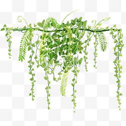 绿色藤蔓植物图片_绿色绿叶藤蔓
