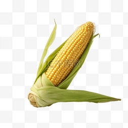 手绘农作物图片_卡通手绘农作物玉米