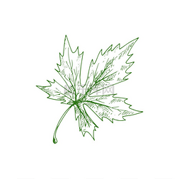 针叶手绘图片_或枫叶的绿色叶子的孤立草图矢量
