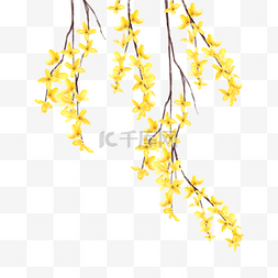水彩黄色连翘花卉