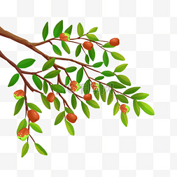 秋季枣树树枝