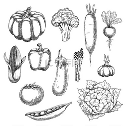 新鲜花椰菜图片_生态食品素描插图，包括有机农场