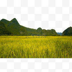 高大的山峰前金黄的水稻