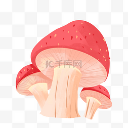 植物蘑菇粉色蘑菇