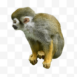 灵长类松鼠猴哺乳动物
