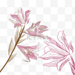 线条画样式图片_花卉植物抽象粉色线稿