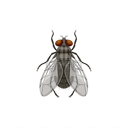 苍蝇图标、害虫防治和昆虫寄生虫