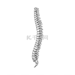 冷冻疗法图片_骨干或脊椎图标人体骨骼解剖孤立