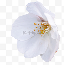白色桃花鲜花
