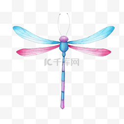 蓝色翅膀蜻蜓图片_昆虫蜻蜓粉色和蓝色水彩