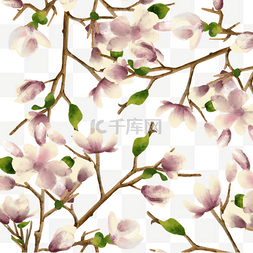 白色花朵印花图片_玉兰花白色植物水彩