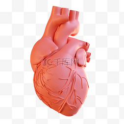 3D内脏器官仿真例图心脏
