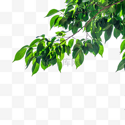 翠绿色的枝叶图片_绿色树叶枝叶