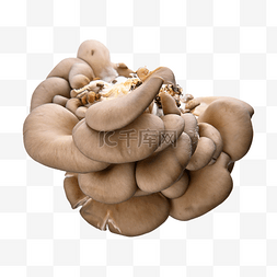 冰箱存储食品图片_pleurotus ostreatus 拉蘑菇配蔬菜食品