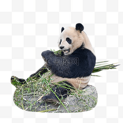 大熊猫大熊猫图片_竹子熊猫动物