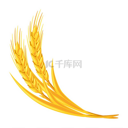 方形金穗花边图片_小麦束的插图农业形象大麦或黑麦
