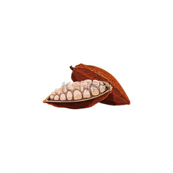 巧克力荚图片_可可豆荚在巴西或印度尼西亚果实