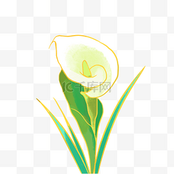 金线花卉图片_白色马蹄莲水彩花卉金线描