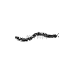 黑色爬行蠕虫是一种孤立的多毛害
