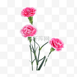 杂交玫瑰图片_新鲜自然装饰康乃馨