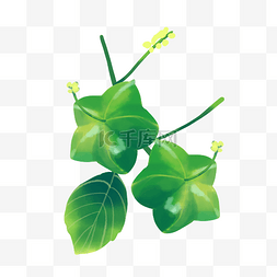 绿色印图片_开花的绿色印加果