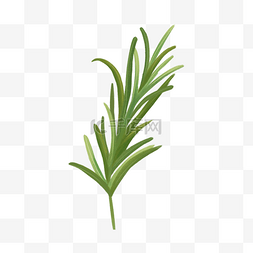 香料植物图片_迭迭香绿色草药植物