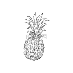 复古单色图片_菠萝热带水果孤立草图矢量图标单