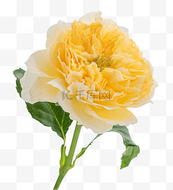 黄玫瑰鲜花花朵