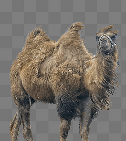骆驼驼峰图片_骆驼动物棕色