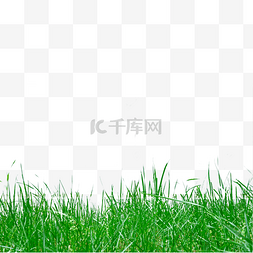 绿色矩形图片_草春天生长植物绿色