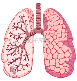 手绘肺图片_人类的肺