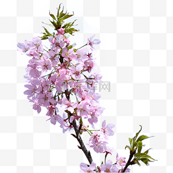 喷溅的樱桃图片_粉色春季摄影樱花