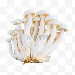 白玉蘑菇 白蘑菇 野生绿色