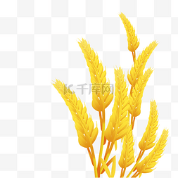 金色图片_芒种金色小麦麦穗