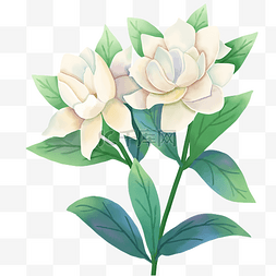 自然花草图片_栀子花白色花