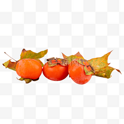 秋季成熟果实柿子