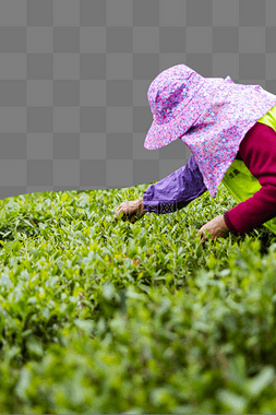 采茶工人图片_工人采茶摘茶