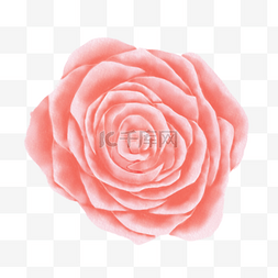 手绘玫瑰花粉色图片_粉色渐变水彩花卉花瓣植物