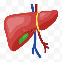 肝脏造成负担图片_立体肝脏肝剪贴画