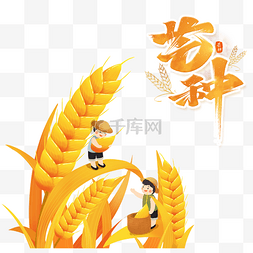 芒种节气收割金黄麦穗